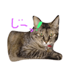 ムギワラねこ コダマ（個別スタンプ：1）