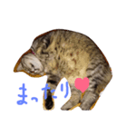 ムギワラねこ コダマ（個別スタンプ：2）