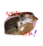 ムギワラねこ コダマ（個別スタンプ：5）