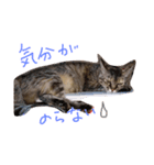 ムギワラねこ コダマ（個別スタンプ：6）