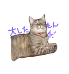 ムギワラねこ コダマ（個別スタンプ：7）