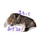 ムギワラねこ コダマ（個別スタンプ：8）