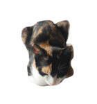 子猫のそうちゃん（個別スタンプ：1）