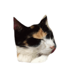 子猫のそうちゃん（個別スタンプ：2）