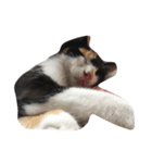 子猫のそうちゃん（個別スタンプ：3）