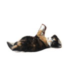 子猫のそうちゃん（個別スタンプ：4）