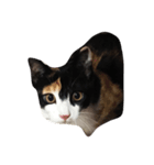 子猫のそうちゃん（個別スタンプ：5）