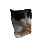 子猫のそうちゃん（個別スタンプ：6）