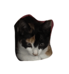 子猫のそうちゃん（個別スタンプ：7）