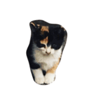 子猫のそうちゃん（個別スタンプ：8）
