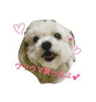 マルチーズのしろほわ みいなお2（個別スタンプ：20）