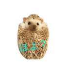 ハリネズミ  ポポ＆ララ＆モン（個別スタンプ：9）