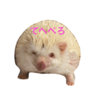 ハリネズミ  ポポ＆ララ＆モン（個別スタンプ：11）
