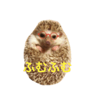 ハリネズミ  ポポ＆ララ＆モン（個別スタンプ：12）