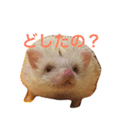 ハリネズミ  ポポ＆ララ＆モン（個別スタンプ：15）