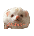 ハリネズミ  ポポ＆ララ＆モン（個別スタンプ：17）