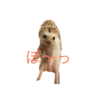 ハリネズミ  ポポ＆ララ＆モン（個別スタンプ：19）