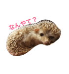 ハリネズミ  ポポ＆ララ＆モン（個別スタンプ：20）