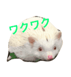 ハリネズミ  ポポ＆ララ＆モン（個別スタンプ：26）