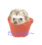 ハリネズミ  ポポ＆ララ＆モン（個別スタンプ：27）