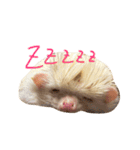 ハリネズミ  ポポ＆ララ＆モン（個別スタンプ：28）