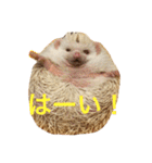 ハリネズミ  ポポ＆ララ＆モン（個別スタンプ：30）