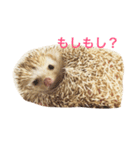 ハリネズミ  ポポ＆ララ＆モン（個別スタンプ：33）