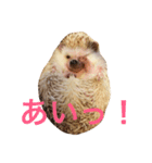 ハリネズミ  ポポ＆ララ＆モン（個別スタンプ：36）