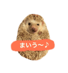 ハリネズミ  ポポ＆ララ＆モン（個別スタンプ：40）