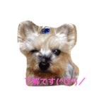 ヨークシャーテリアのチョコ（個別スタンプ：3）