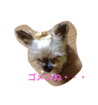 ヨークシャーテリアのチョコ（個別スタンプ：7）