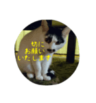 猫と大和言葉（個別スタンプ：3）