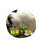猫と大和言葉（個別スタンプ：4）