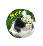 猫と大和言葉（個別スタンプ：6）