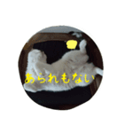 猫と大和言葉（個別スタンプ：8）