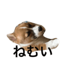 こまちおねえさん（個別スタンプ：6）
