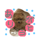 chachamaru pome（個別スタンプ：2）