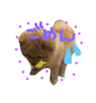 chachamaru pome（個別スタンプ：3）