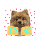 chachamaru pome（個別スタンプ：4）