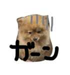 chachamaru pome（個別スタンプ：5）