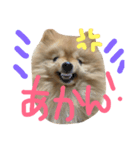 chachamaru pome（個別スタンプ：6）