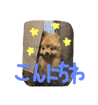 chachamaru pome（個別スタンプ：7）