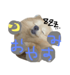 chachamaru pome（個別スタンプ：8）