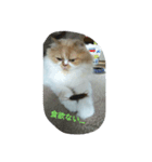 scottish no mokachan（個別スタンプ：4）