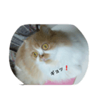 scottish no mokachan（個別スタンプ：8）