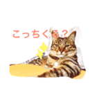 猫のすだちくん（個別スタンプ：2）
