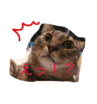 猫のすだちくん（個別スタンプ：3）