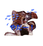 猫のすだちくん（個別スタンプ：4）