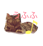 猫のすだちくん（個別スタンプ：5）
