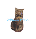 猫のすだちくん（個別スタンプ：6）